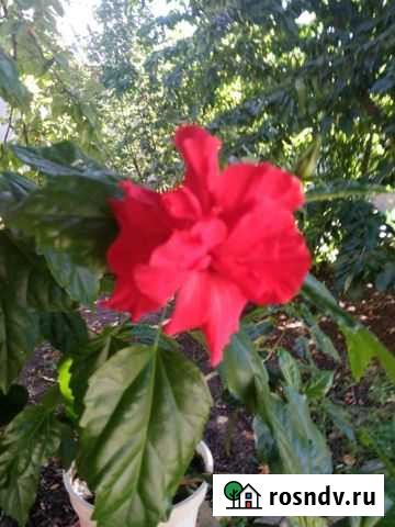 Гибискус Шахты - изображение 1