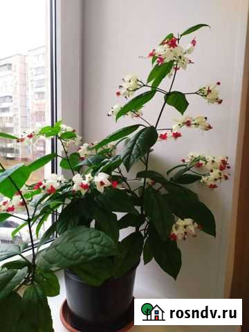 Клеродендрум Томпсона Липецк - изображение 1