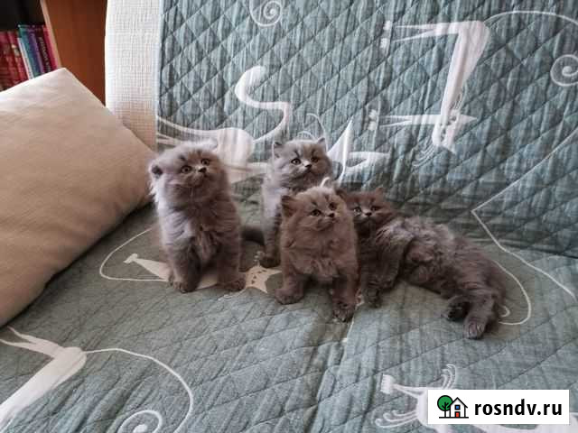 Шотландская вислоухая котята Черноголовка - изображение 1