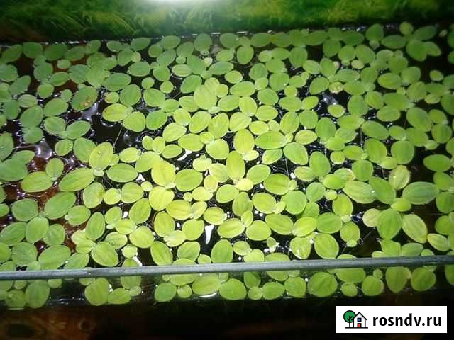 Растение в аквариум пистия, яванский мох Рязань - изображение 1