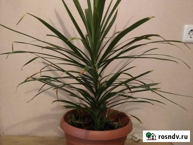 Кордилина Вологда - изображение 1