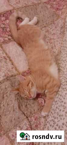 Рыжий котенок мальчик Ижевск - изображение 1