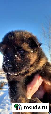 Щенки немецкой длинношерстной овчарки Семилуки - изображение 1