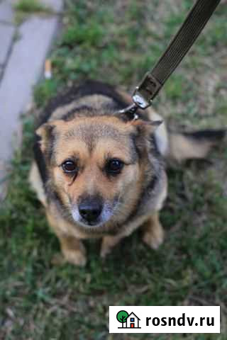 Муся в добрые руки Рязань - изображение 1