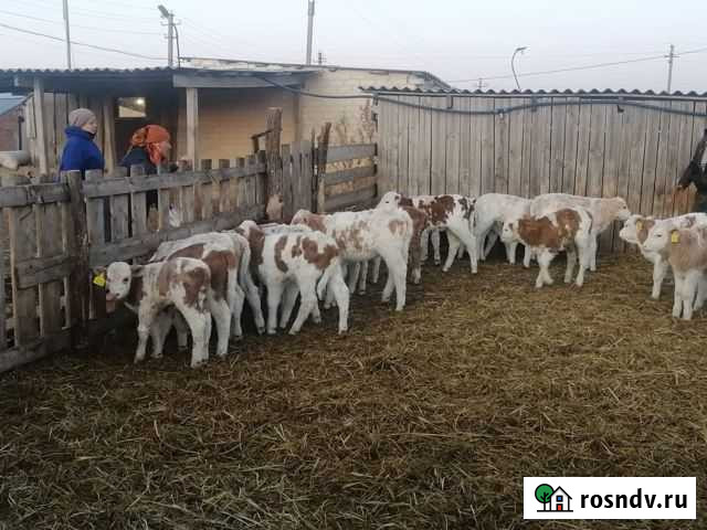 Бычки Октябрьский - изображение 1