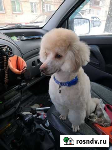 Щенки той пуделя Кемерово - изображение 1