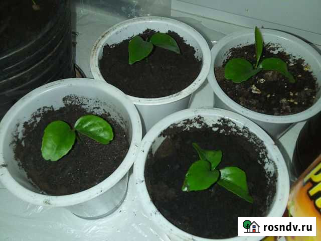 Рассада мандарина Тула - изображение 1