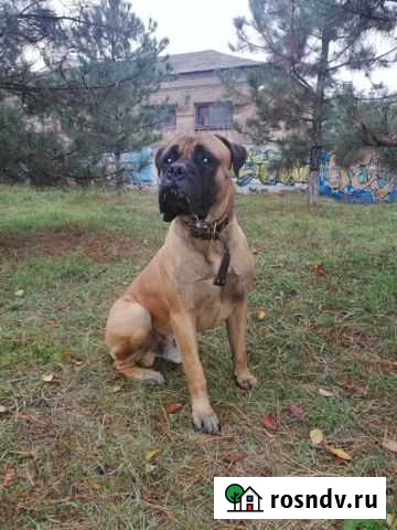 Вязка Бульмастиф Батайск - изображение 1