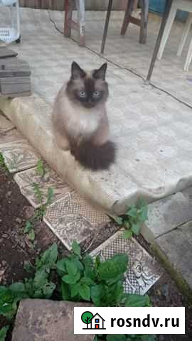 Кошки в добрые руки бесплатно Ногинск - изображение 1