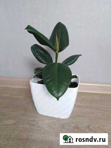 Фикус Красноярск - изображение 1