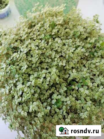 Солейролия Новомосковск - изображение 1