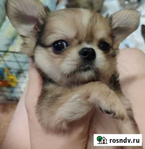 Собака Химки - изображение 1