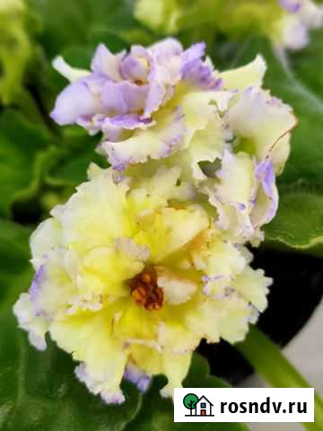 Фиалки, Хириты, Примулины Курск - изображение 1