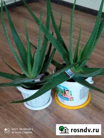 Алоэ Зимовники - изображение 1