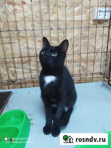 Кошка черная Казань - изображение 1