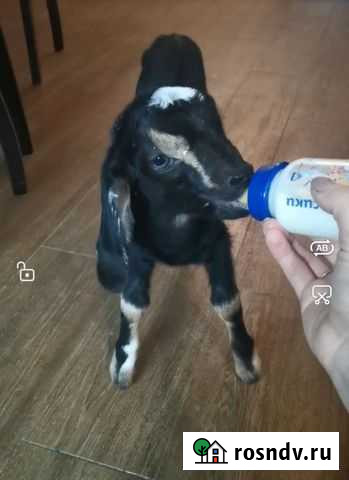 Англо нубийские козы Смоленск - изображение 1