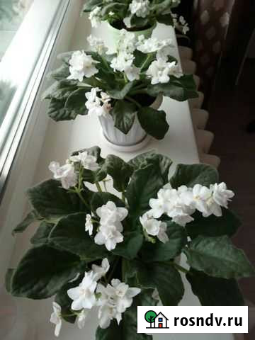 Фиалки Усть-Илимск - изображение 1