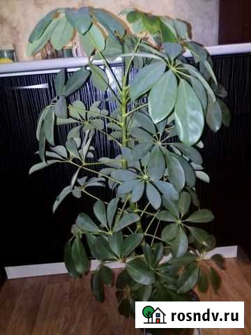 Шефлера Омск - изображение 1