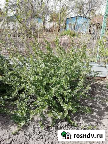 Крыжовник, куст Курск - изображение 1