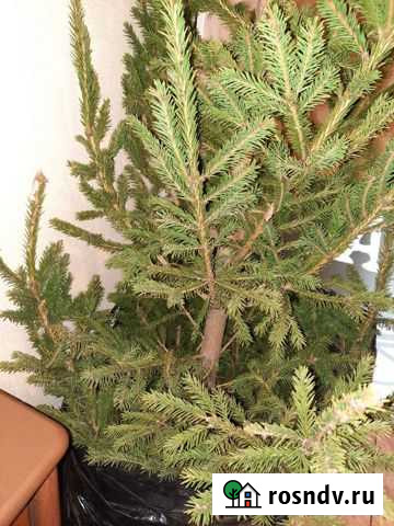 Ель живая новогодняя 2м20 см. Ёлка натуральная Ивантеевка - изображение 1