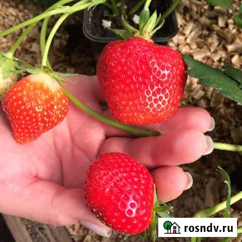 Саженцы ремонтантной клубники Новомосковск - изображение 1