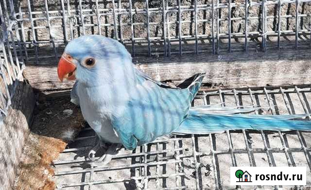 Ожереловые малыши Брянск - изображение 1