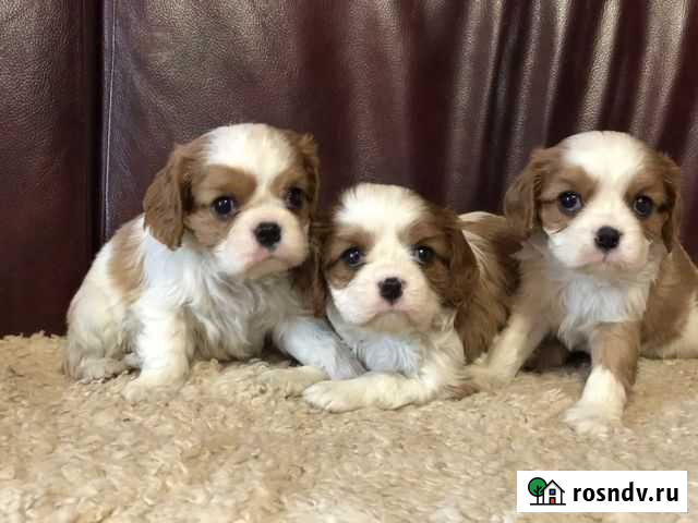 Спаниель ккч Самара - изображение 1