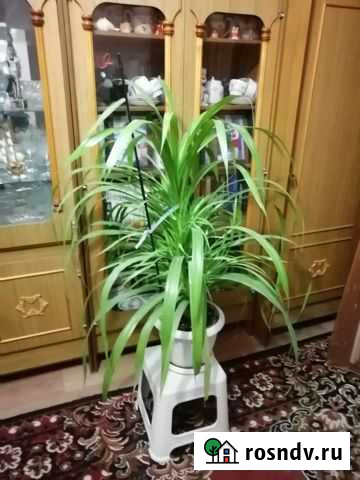 Панданус Балашов - изображение 1