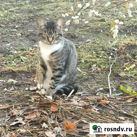 Стерелизованная кошечка мышеловка в добрые руки Смоленск - изображение 1