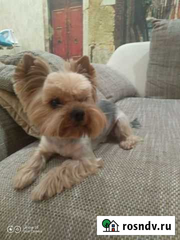 Ищем девушку Самара - изображение 1