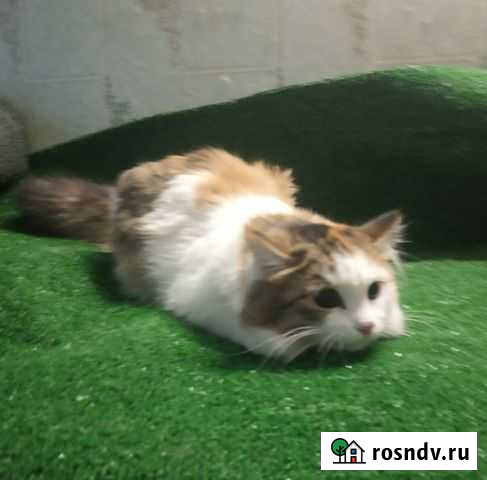 Джози Екатеринбург - изображение 1