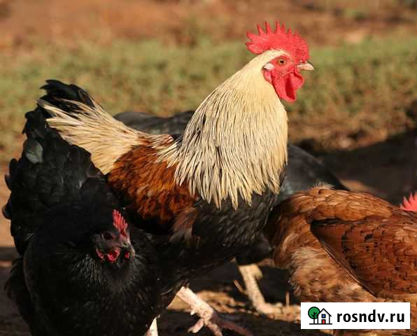 Петух Петя Нижний Новгород - изображение 1