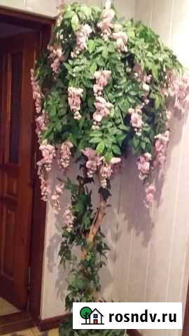 Глициния Феодосия - изображение 1