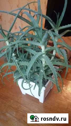 Алоэ Йошкар-Ола - изображение 1