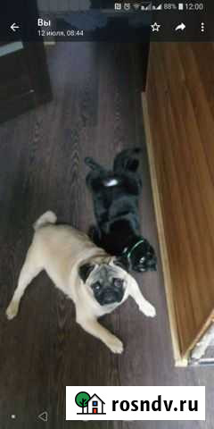 Вязка мопс Тамбов - изображение 1