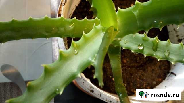 Алоэ Улан-Удэ - изображение 1