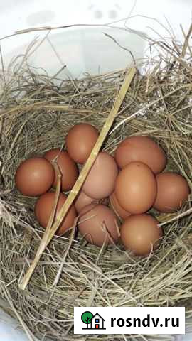 Домашние куриные яйца Прохладный - изображение 1