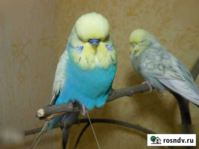 Попугаи-Певчие птицы-Амадины-Горлицы Курск - изображение 1