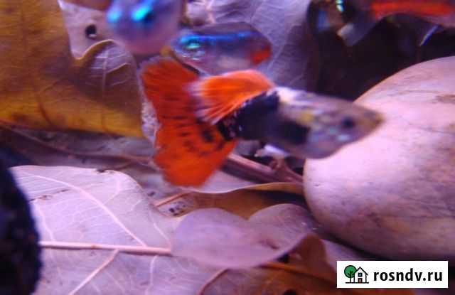 Гуппи «Испанцы» - чистая линия из Германии Пушкино - изображение 1