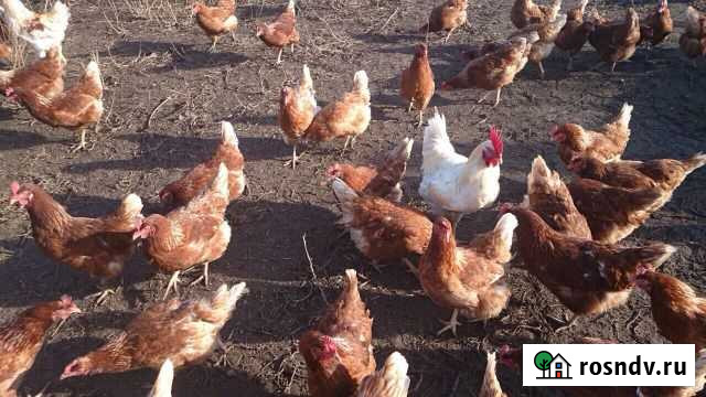 Куры Тимашевск - изображение 1