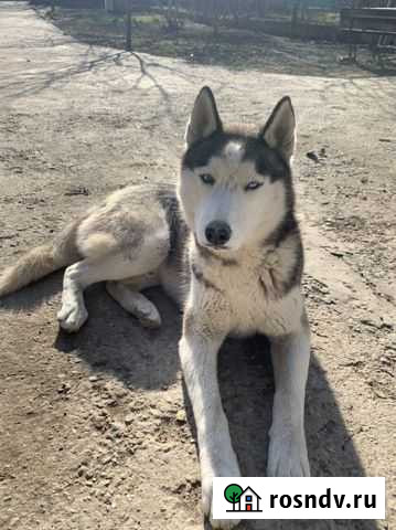 Сибирский хаски потерялся Супсех - изображение 1