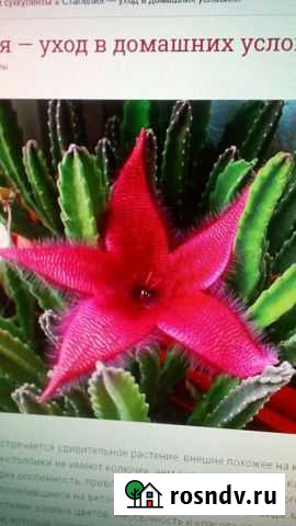 Комнатные цветы стапелия, олений рог Йошкар-Ола - изображение 1