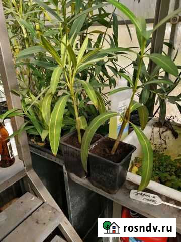 Олеандр Ногинск - изображение 1