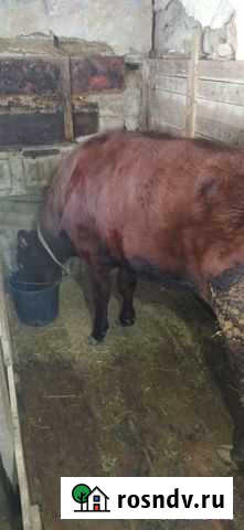 Телка Варениковская - изображение 1