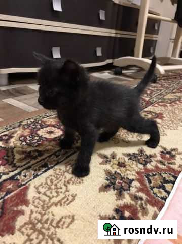 Отдадим котят и двух кошек бесплатно Красноярск - изображение 1