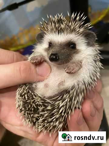 Африканский ежонок Череповец - изображение 1