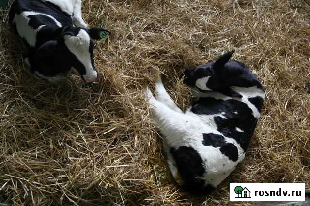 Бычки племенные на откорм Мелеуз - изображение 1