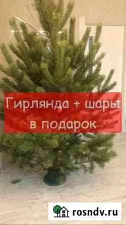 Елка живая (сосна) Хабаровск