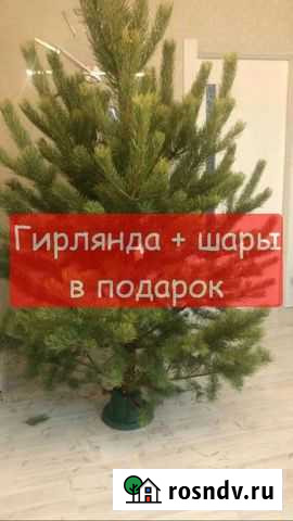 Елка живая (сосна) Хабаровск - изображение 1