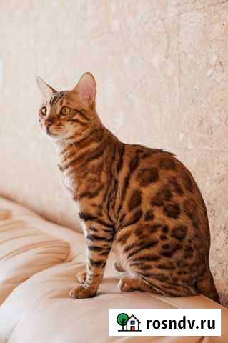 Бенгальский кот вязка Челябинск - изображение 1